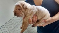 Vendo lindos filhotes de Sharpei