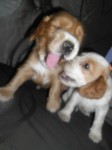 Coker Spaniel
