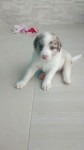 Filhotes Border Collie