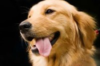 Quero adotar ou comprar um Golden Retriever