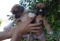Filhotes de Boxer – Otima linhagem