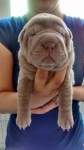 Vendo lindos filhotes de Sharpei