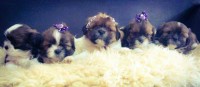 Lindos Filhotes Shih Tzu