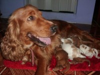 Coker Spaniel