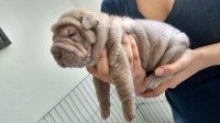 Vendo lindos filhotes de Sharpei