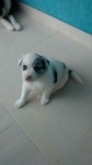 Filhotes Border Collie