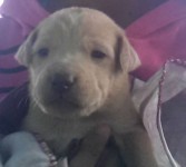 Vendo filhote de labrador com vira-lata