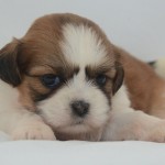 Linda Filhote de Shih tzu