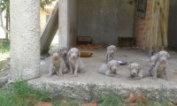 Filhotes de Weimaraner
