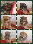 Vendo filhotes de Lulu da Pomerania