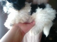 Fêmea de Shihtzu RJ