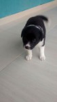 Filhotes Border Collie