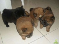 Filhotes de chow chow