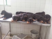 Rottweiler