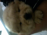 Cão fofo carinhoso e muito lindo chau cahu