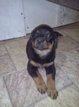 Rottweiler