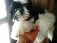 Fêmea de Shihtzu RJ
