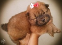 Filhotes de Chow chow
