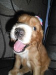 Coker Spaniel