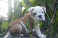 Canil Danday Labs – Bulldog ingles