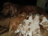 Coker Spaniel