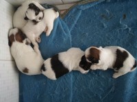 filhotes de shih tzu