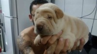 Vendo lindos filhotes de Sharpei