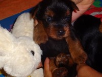 Filhotes de Yorkshire Terrier