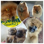 Filhotes de Chow chow
