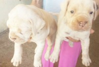 3 Lindos Boxer a Venda