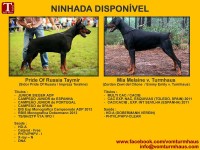 Dobermann Cachorros
