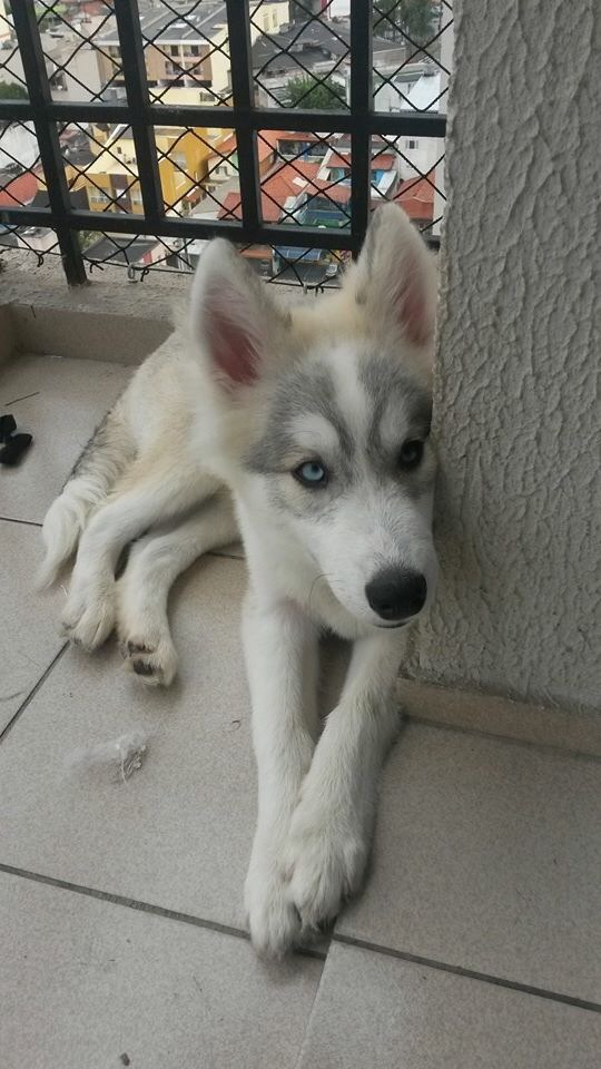 Venda de husky siberiano 6 meses