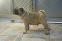 Pug adulta