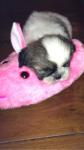 Shih Tzu – Somente 2 restantes