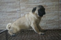 Pug adulta
