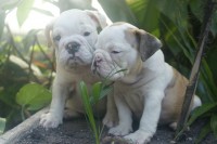 Canil Danday Labs – Bulldog ingles