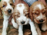 Coker Spaniel