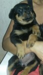 Rottweiler