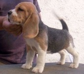Beagle – Criação – Exemplares – Filhotes
