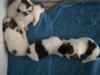 filhotes de shih tzu