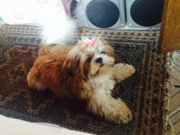 Shih Tzu – Somente 2 restantes