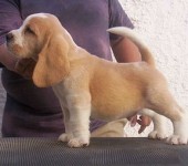 Beagle – Criação – Exemplares – Filhotes