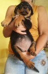 Rottweiler