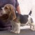 beagle-filhote-9-canil-pedra-de-guaratiba