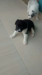 Filhotes Border Collie