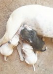 3 Lindos Boxer a Venda