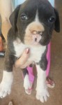 3 Lindos Boxer a Venda