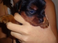 Filhotes de Yorkshire Terrier