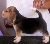 Beagle – Criação – Exemplares – Filhotes