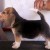 beagle-filhote-6-canil-pedra-de-guaratiba